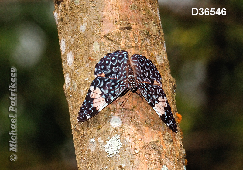 Red Cracker (Hamadryas amphinome)